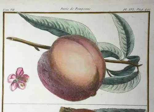 Pfirsich, Pêcher, altkol. Kupferstich aus Rozier "Cours d'agriculture" 1786