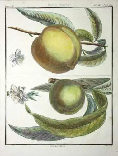 Pfirsich, Pêcher, altkol. Kupferstich aus Rozier "Cours d'agriculture" 1786