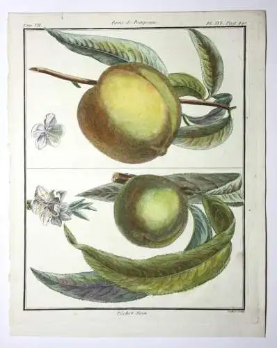 Pfirsich, Pêcher, altkol. Kupferstich aus Rozier "Cours d'agriculture" 1786