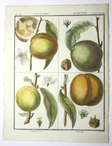 Pfirsich, Brugnon, altkol. Kupferstich aus Rozier "Cours d'agriculture" 1786