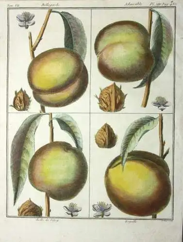 Pfirsich, Bellegarde, altkol. Kupferstich aus Rozier "Cours d'agriculture" 1786