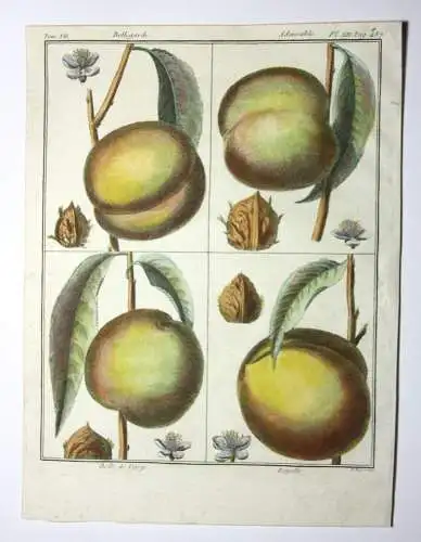 Pfirsich, Bellegarde, altkol. Kupferstich aus Rozier "Cours d'agriculture" 1786