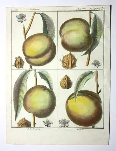 Pfirsich, Bellegarde, altkol. Kupferstich aus Rozier "Cours d'agriculture" 1786