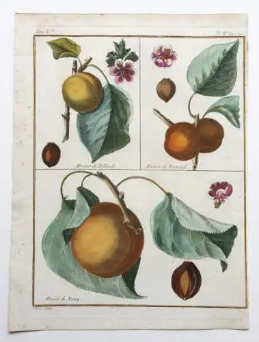 Aprikose, Abricot, altkol. Kupferstich aus Rozier "Cours d'agriculture" 1781