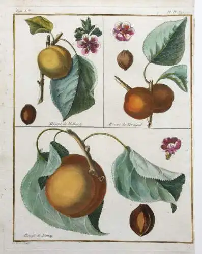 Aprikose, Abricot, altkol. Kupferstich aus Rozier "Cours d'agriculture" 1781