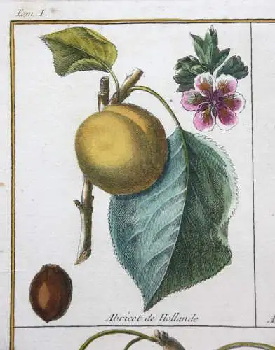 Aprikose, Abricot, altkol. Kupferstich aus Rozier "Cours d'agriculture" 1781