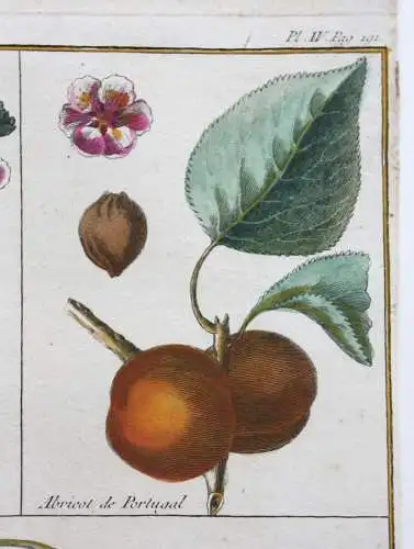 Aprikose, Abricot, altkol. Kupferstich aus Rozier "Cours d'agriculture" 1781