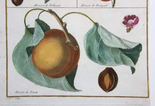 Aprikose, Abricot, altkol. Kupferstich aus Rozier "Cours d'agriculture" 1781