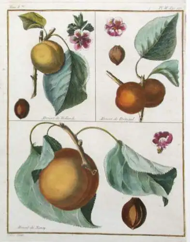 Aprikose, Abricot, altkol. Kupferstich aus Rozier "Cours d'agriculture" 1781