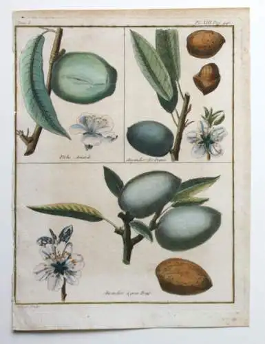 Mandeln, Amandier, altkol. Kupferstich aus Rozier "Cours d'agriculture" 1781