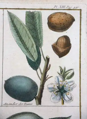 Mandeln, Amandier, altkol. Kupferstich aus Rozier "Cours d'agriculture" 1781