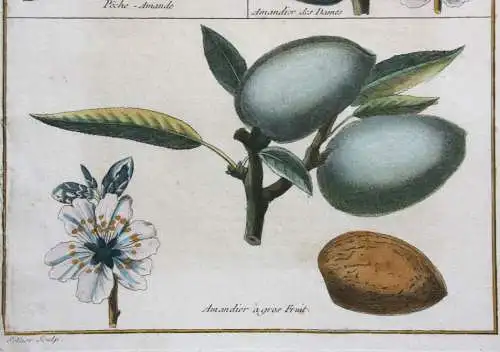 Mandeln, Amandier, altkol. Kupferstich aus Rozier "Cours d'agriculture" 1781