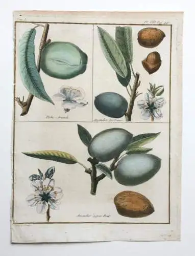 Mandeln, Amandier, altkol. Kupferstich aus Rozier "Cours d'agriculture" 1781