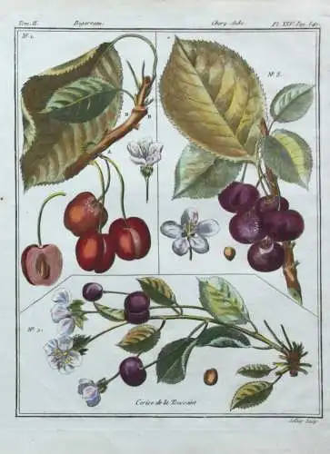 Kirschen, Cerise, altkol. Kupferstich aus Rozier "Cours d'agriculture" 1782