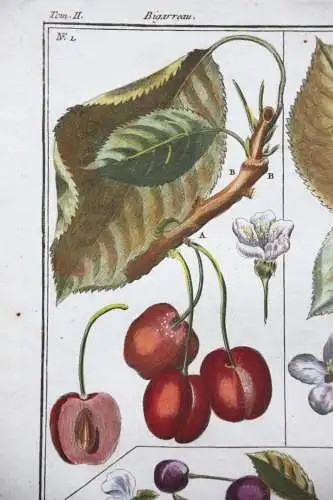 Kirschen, Cerise, altkol. Kupferstich aus Rozier "Cours d'agriculture" 1782