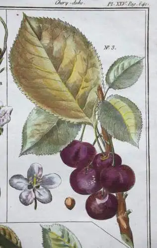 Kirschen, Cerise, altkol. Kupferstich aus Rozier "Cours d'agriculture" 1782