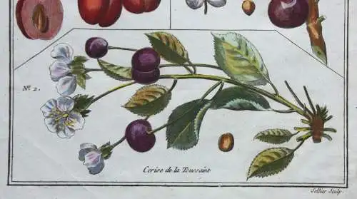 Kirschen, Cerise, altkol. Kupferstich aus Rozier "Cours d'agriculture" 1782