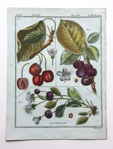 Kirschen, Cerise, altkol. Kupferstich aus Rozier "Cours d'agriculture" 1782