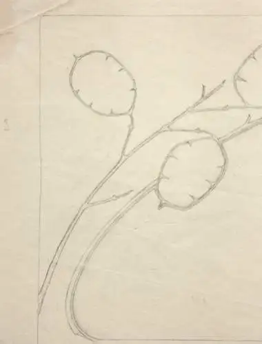 Jugendstil-Ornament, Silberblatt, Lunaria, Entwurf, Bleistiftzeichnung, um 1900