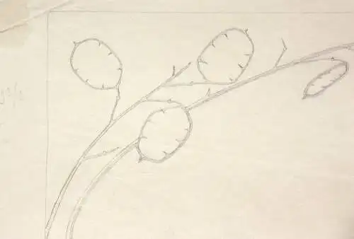 Jugendstil-Ornament, Silberblatt, Lunaria, Entwurf, Bleistiftzeichnung, um 1900