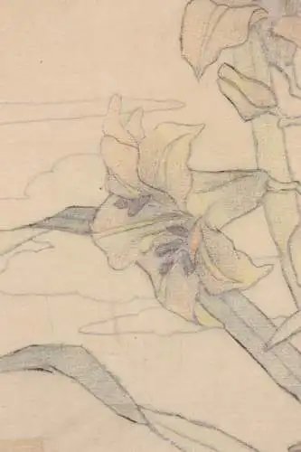 Kraniche mit Lilien, aquarellierte Zeichnung auf Transparentpapier, 19. Jh.