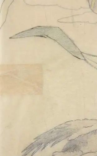 Kraniche mit Lilien, aquarellierte Zeichnung auf Transparentpapier, 19. Jh.
