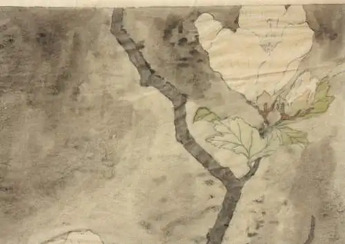 Hahn mit Hibiskusblüten, aquarellierte Zeichnung auf Transparentpapier, 19. Jh.