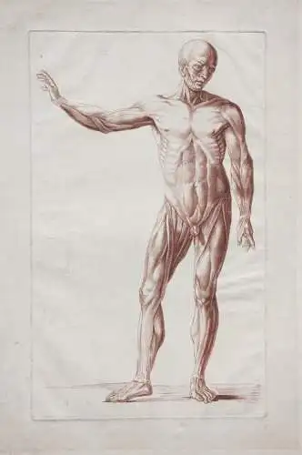 Écorché, anatomische Studie, Crayonmanier  im Stil einer Rötelzeichnung, um 1790