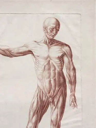 Écorché, anatomische Studie, Crayonmanier  im Stil einer Rötelzeichnung, um 1790