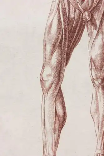Écorché, anatomische Studie, Crayonmanier  im Stil einer Rötelzeichnung, um 1790