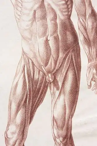Écorché, anatomische Studie, Crayonmanier  im Stil einer Rötelzeichnung, um 1790