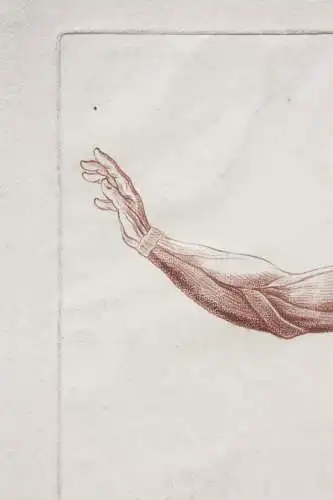 Écorché, anatomische Studie, Crayonmanier  im Stil einer Rötelzeichnung, um 1790