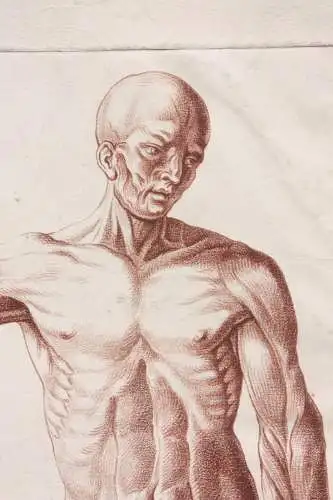 Écorché, anatomische Studie, Crayonmanier  im Stil einer Rötelzeichnung, um 1790