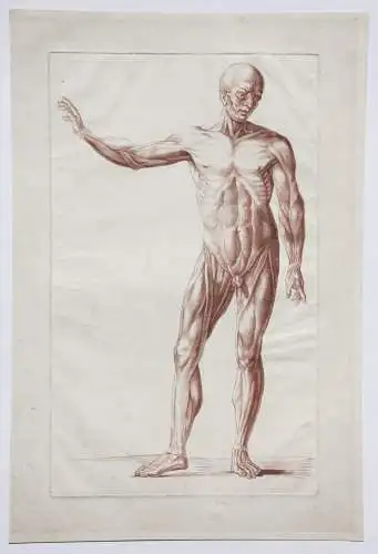 Écorché, anatomische Studie, Crayonmanier  im Stil einer Rötelzeichnung, um 1790