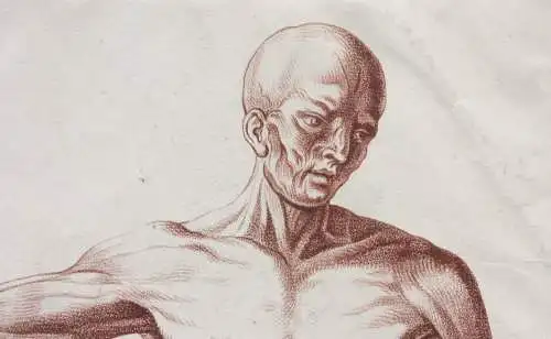 Écorché, anatomische Studie, Crayonmanier  im Stil einer Rötelzeichnung, um 1790
