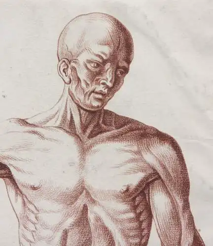 Écorché, anatomische Studie, Crayonmanier  im Stil einer Rötelzeichnung, um 1790