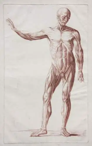 Écorché, anatomische Studie, Crayonmanier  im Stil einer Rötelzeichnung, um 1790