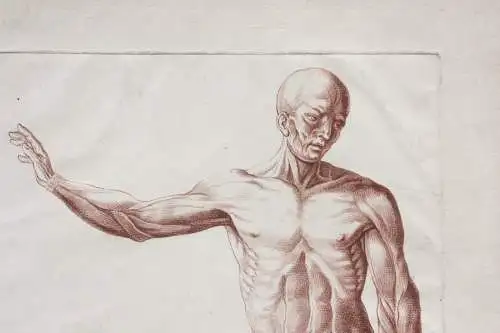 Écorché, anatomische Studie, Crayonmanier  im Stil einer Rötelzeichnung, um 1790