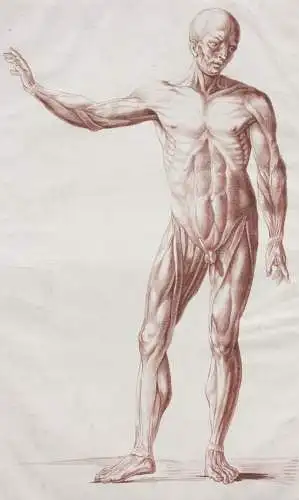 Écorché, anatomische Studie, Crayonmanier  im Stil einer Rötelzeichnung, um 1790
