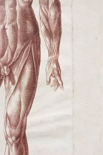 Écorché, anatomische Studie, Crayonmanier  im Stil einer Rötelzeichnung, um 1790