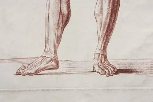 Écorché, anatomische Studie, Crayonmanier  im Stil einer Rötelzeichnung, um 1790