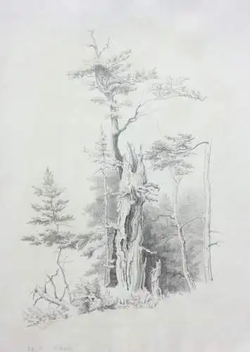 Naturstudie, abgestorbener Baum am Waldrand, Zeichnung, signiert "Weber", 1871