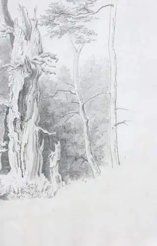 Naturstudie, abgestorbener Baum am Waldrand, Zeichnung, signiert "Weber", 1871