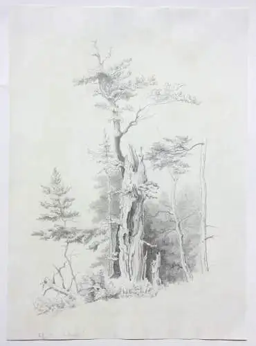 Naturstudie, abgestorbener Baum am Waldrand, Zeichnung, signiert "Weber", 1871