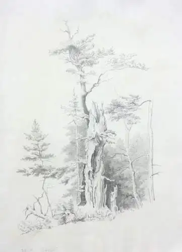 Naturstudie, abgestorbener Baum am Waldrand, Zeichnung, signiert "Weber", 1871