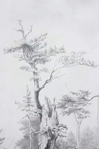 Naturstudie, abgestorbener Baum am Waldrand, Zeichnung, signiert "Weber", 1871