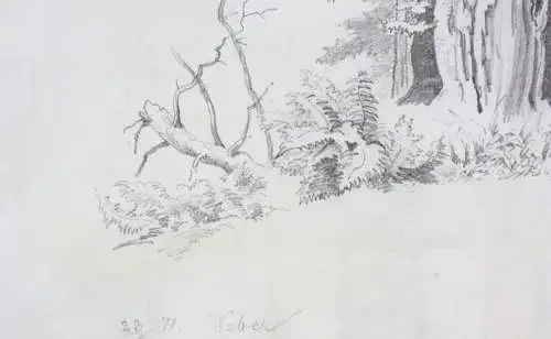 Naturstudie, abgestorbener Baum am Waldrand, Zeichnung, signiert "Weber", 1871