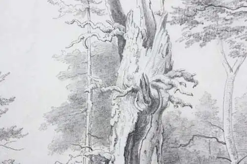 Naturstudie, abgestorbener Baum am Waldrand, Zeichnung, signiert "Weber", 1871