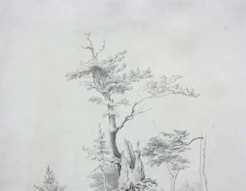 Naturstudie, abgestorbener Baum am Waldrand, Zeichnung, signiert "Weber", 1871