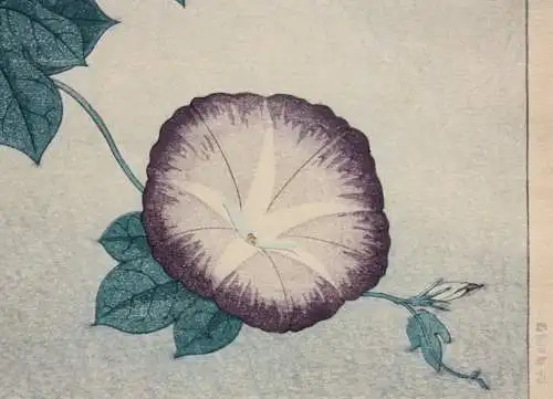 Inuzuka Taisui (tätig 1920er Jahre), Nishiki-e, Ôban, Kacho-e, Morning Glory